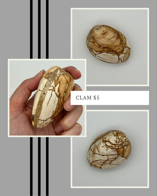 Fossilized Clam